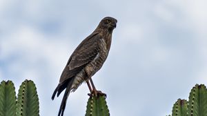 Preview wallpaper hawk, bird, predator, cactus