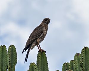 Preview wallpaper hawk, bird, predator, cactus