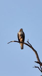Preview wallpaper hawk, bird, predator, branch, sky
