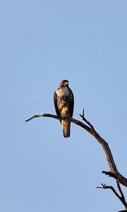 Preview wallpaper hawk, bird, predator, branch, sky