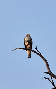 Preview wallpaper hawk, bird, predator, branch, sky