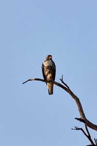 Preview wallpaper hawk, bird, predator, branch, sky