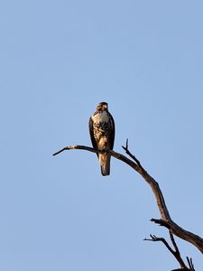 Preview wallpaper hawk, bird, predator, branch, sky