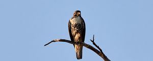 Preview wallpaper hawk, bird, predator, branch, sky
