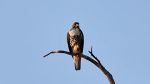 Preview wallpaper hawk, bird, predator, branch, sky