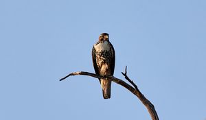 Preview wallpaper hawk, bird, predator, branch, sky