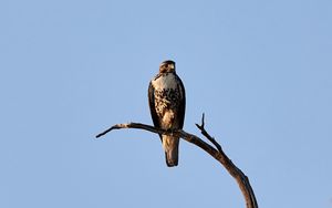 Preview wallpaper hawk, bird, predator, branch, sky