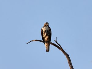 Preview wallpaper hawk, bird, predator, branch, sky
