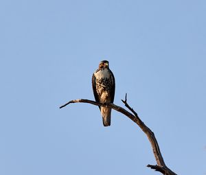 Preview wallpaper hawk, bird, predator, branch, sky