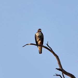 Preview wallpaper hawk, bird, predator, branch, sky