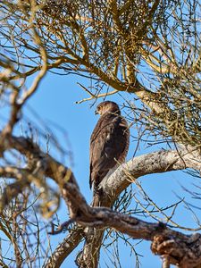 Preview wallpaper hawk, bird, predator, brown, tree, branches