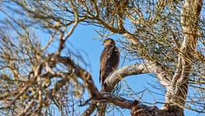 Preview wallpaper hawk, bird, predator, brown, tree, branches