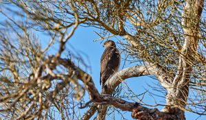 Preview wallpaper hawk, bird, predator, brown, tree, branches