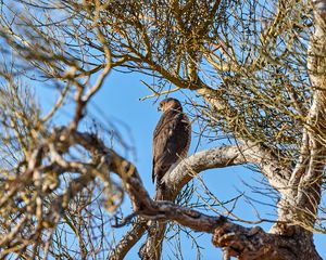 Preview wallpaper hawk, bird, predator, brown, tree, branches