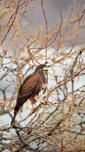 Preview wallpaper hawk, bird, predator, brown, branches