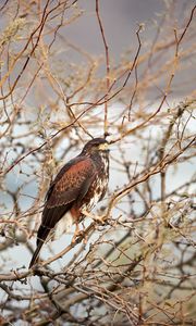 Preview wallpaper hawk, bird, predator, brown, branches
