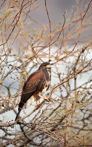 Preview wallpaper hawk, bird, predator, brown, branches