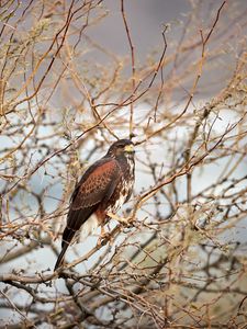 Preview wallpaper hawk, bird, predator, brown, branches
