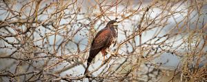 Preview wallpaper hawk, bird, predator, brown, branches
