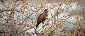 Preview wallpaper hawk, bird, predator, brown, branches