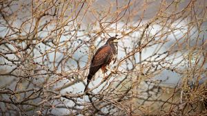 Preview wallpaper hawk, bird, predator, brown, branches