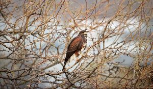 Preview wallpaper hawk, bird, predator, brown, branches