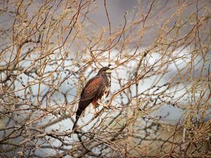 Preview wallpaper hawk, bird, predator, brown, branches