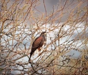 Preview wallpaper hawk, bird, predator, brown, branches