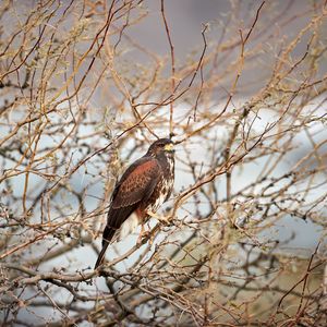 Preview wallpaper hawk, bird, predator, brown, branches