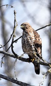 Preview wallpaper hawk, bird, predator, brown, branch, wildlife