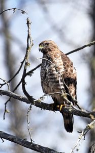 Preview wallpaper hawk, bird, predator, brown, branch, wildlife