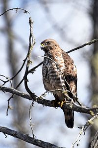 Preview wallpaper hawk, bird, predator, brown, branch, wildlife