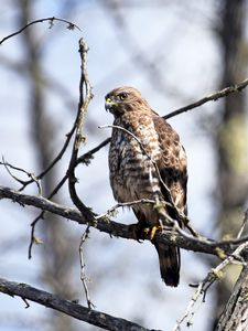 Preview wallpaper hawk, bird, predator, brown, branch, wildlife