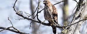 Preview wallpaper hawk, bird, predator, brown, branch, wildlife