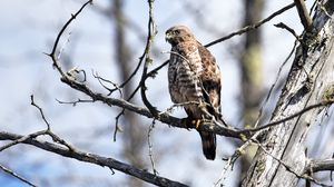 Preview wallpaper hawk, bird, predator, brown, branch, wildlife