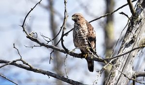 Preview wallpaper hawk, bird, predator, brown, branch, wildlife