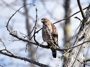 Preview wallpaper hawk, bird, predator, brown, branch, wildlife