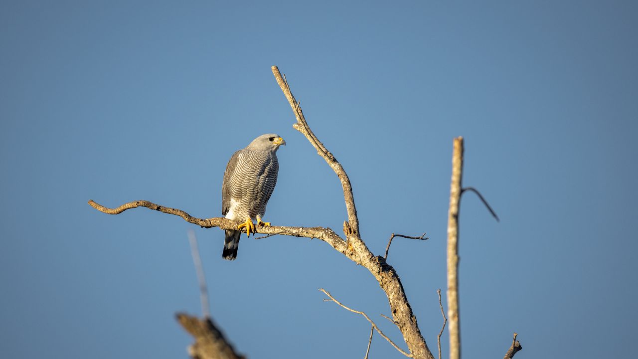 Wallpaper hawk, bird, predator, branches