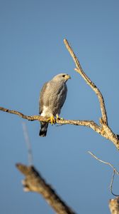 Preview wallpaper hawk, bird, predator, branches