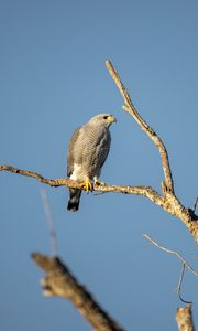 Preview wallpaper hawk, bird, predator, branches