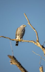 Preview wallpaper hawk, bird, predator, branches
