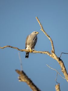 Preview wallpaper hawk, bird, predator, branches