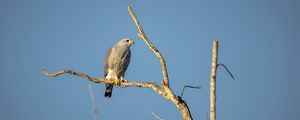 Preview wallpaper hawk, bird, predator, branches