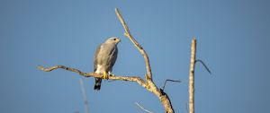 Preview wallpaper hawk, bird, predator, branches