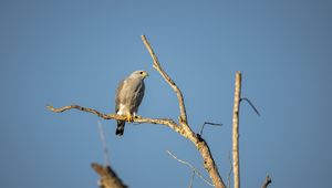 Preview wallpaper hawk, bird, predator, branches