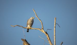 Preview wallpaper hawk, bird, predator, branches