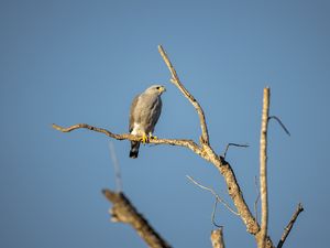 Preview wallpaper hawk, bird, predator, branches
