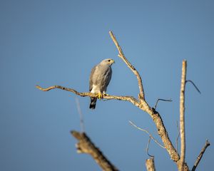 Preview wallpaper hawk, bird, predator, branches