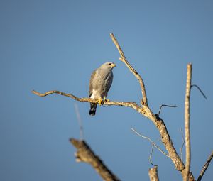 Preview wallpaper hawk, bird, predator, branches