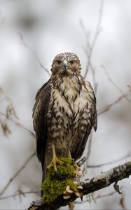 Preview wallpaper hawk, bird, predator, wild, branch